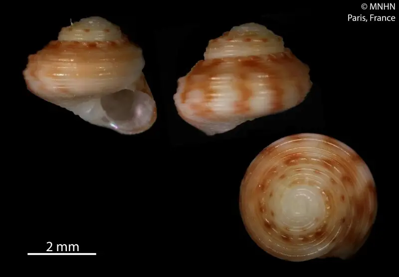 PRESERVED_SPECIMEN; Homalopoma zephyrium Huang, Fu &amp; Poppe, 2016; Type status: 	PARATYPE; Identified by:	Huang S.-I, Fu I-F. &amp; Poppe G.T.; Individual count:	1; Event date: 	N/A