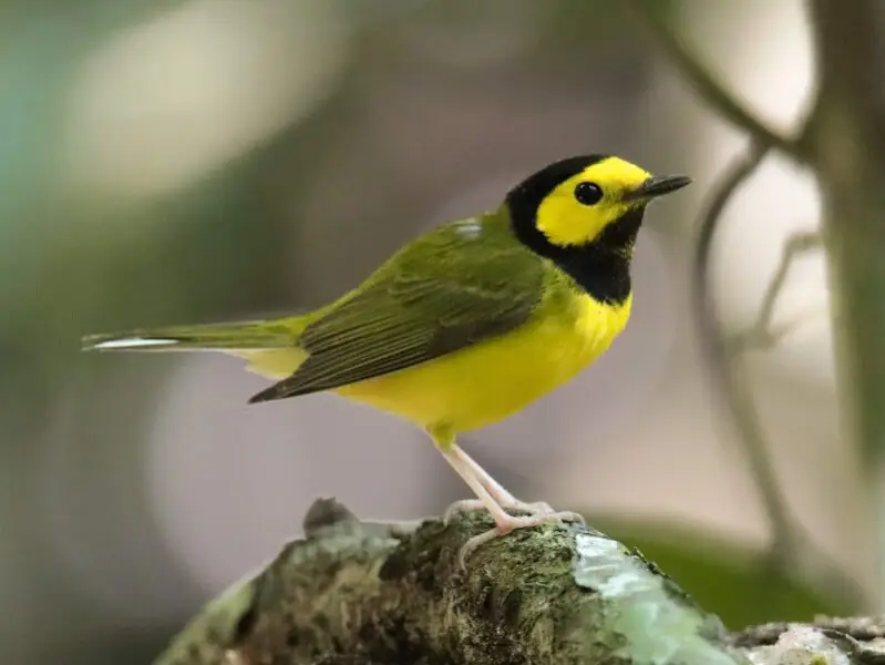Photographed in the Yucatan peninsula of Mexico. The Hooded Warbler breeds in North America and across the eastern United States and into southernmost Canada (Ontario). It is migratory, wintering in Central America and the West Indies.
