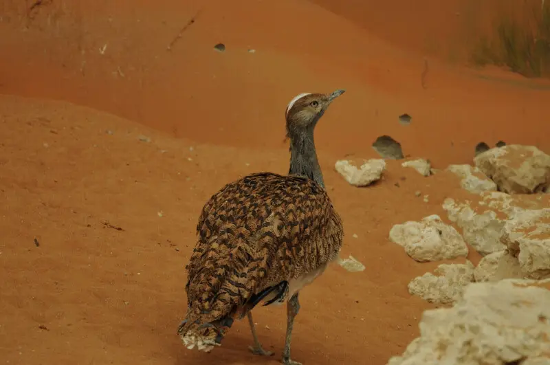 Another look at the Houbara Bustard, out for a walk, and very probably the male. The sexes are similar, but the female, at 66 cm (26 in) tall, is rather smaller and greyer than the male, at 73 cm (29 in) tall. The body mass is 1.15?2.4 kg in males and 1?1