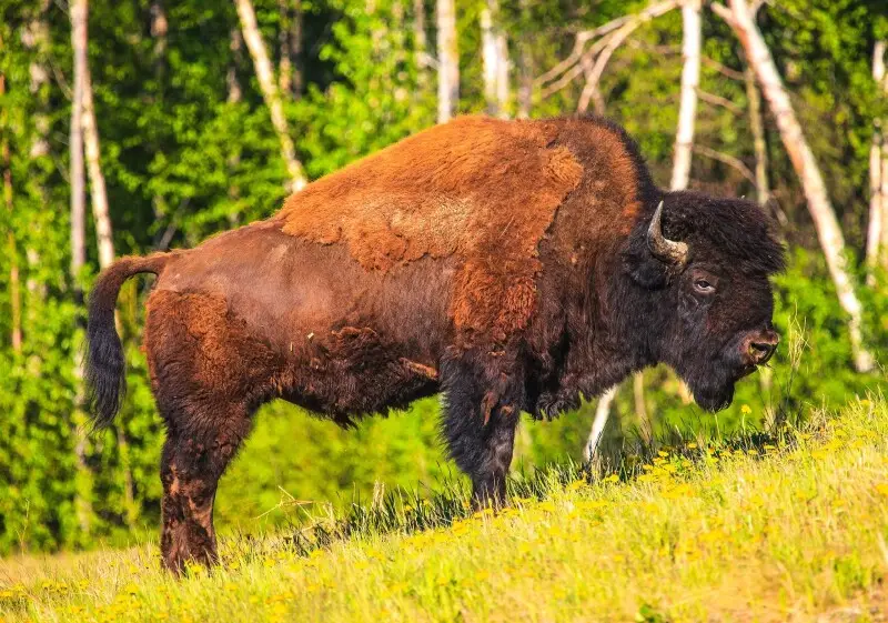 Wood bison - Facts, Diet, Habitat & Pictures on Animalia.bio