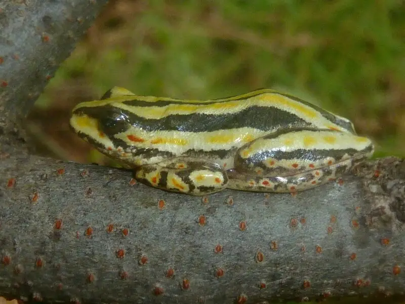 Painted reed frog resting on a branch, in tree shade near a wetland, at Elandsfontein, Waterberg, Limpopo