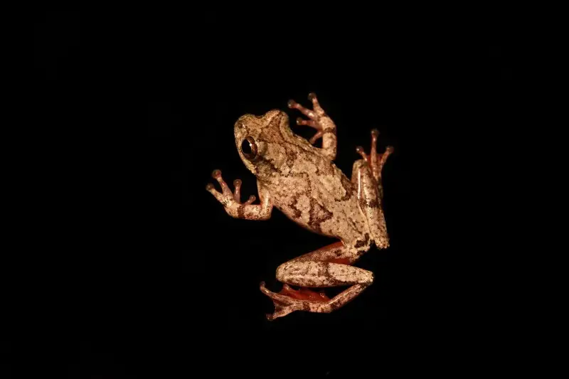 Hyperolius tuberculatus Fatti, dieta, habitat e immagini su Animalia.bio