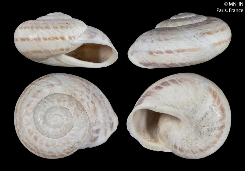 PRESERVED_SPECIMEN; Helix marmorata F?russac, 1821; Type status: 	SYNTYPE; Identified by:	N/A; Individual count:	3; Event date: 	N/A