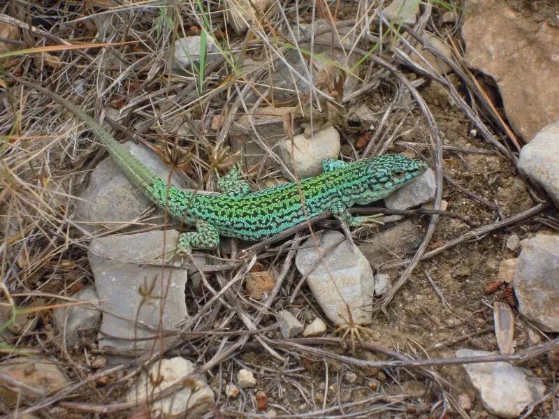 Photograph of an Ibiza Wall Lizard (Podarcis pityusensis) taken on a footpath in the Cala D'Hort National Park