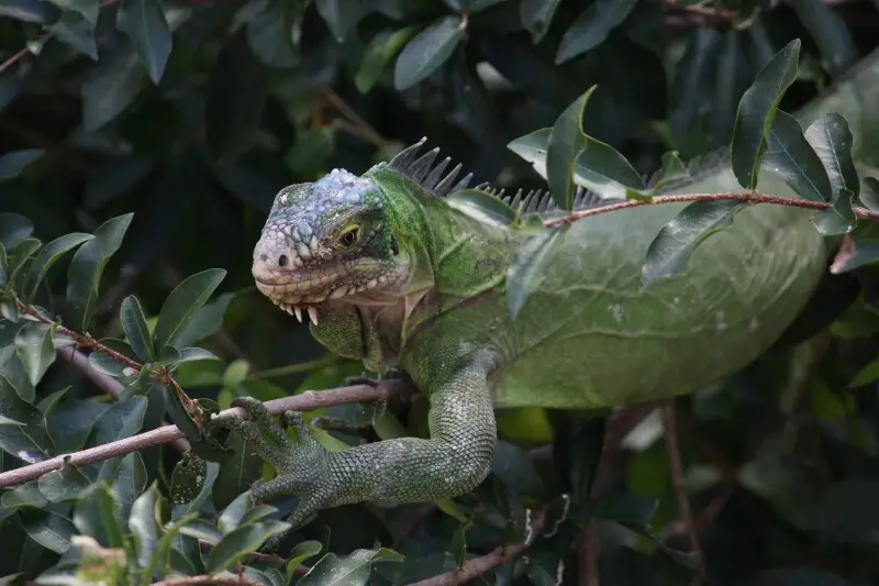 Lesser Antillean Iguana (Iguana delicatissima) in a tree.  Coulibistrie, Dominica.