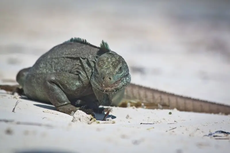 The Turks and Caicos rock iguana (Cyclura carinata).
Taken in Princess Alexandra Land and Sea National Park, Providenciales, Turks and Caicos Islands