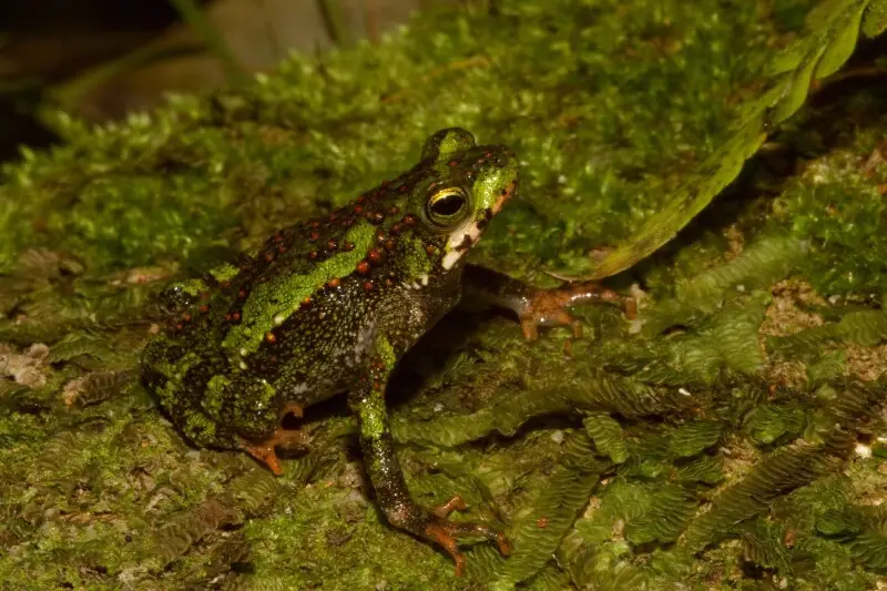 Incilius coniferus факти, дієта, ареал і фотографії на Animalia.bio