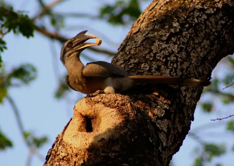 Indian grey hornbill - Facts, Diet, Habitat & Pictures on Animalia.bio