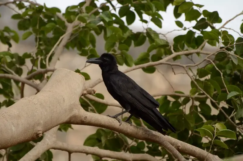 Indian jungle crow (Corvus culminatus) from Thiruppainjeeli Temple (?????????????? ????????????? ??????)