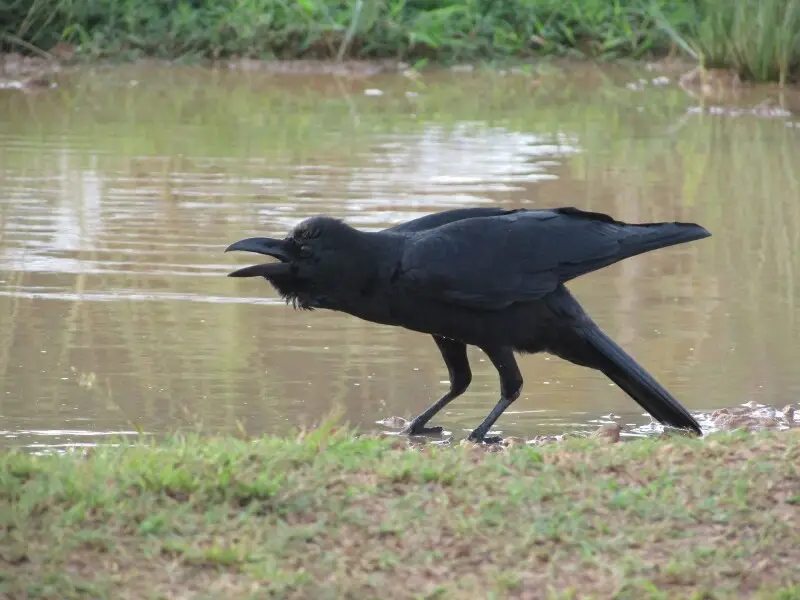 Indian Jungle Crow Corvus culminatus, Kerala