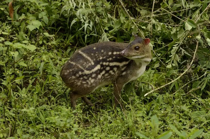 Indian spotted chevrotain Moschiola indica Mouse deer from the Anaimalai hills