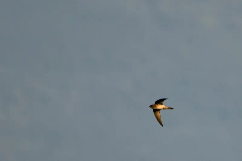 Indian swiftlet or Indian edible-nest swiftlet (Aerodramus unicolor) from Anaimalais