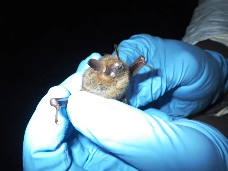 Tricolored bat Facts, Diet, Habitat & Pictures on Animalia.bio