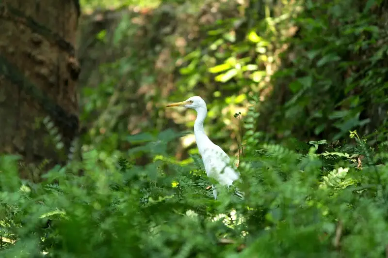 Intermediate egret (Ardea intermedia) in a rubber plantation. Photographed near Kanjirappally, Kerala.