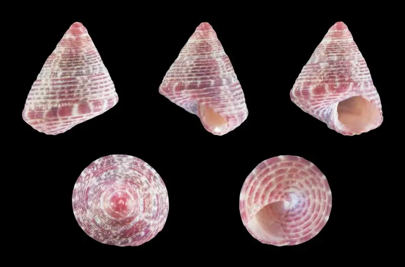 Jujubinus striatus depictus Deshayes, 1833; height 0.4 cm; Originating from the Algarve, Portugal; Shell of own collection, therefore not geocoded.