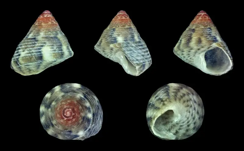 Jujubinus striatus smaragdinus (Dautzenberg, 1833); height 0.31 cm; Originating from Funchal, Madeira, Portugal; Shell of own collection, therefore not geocoded.