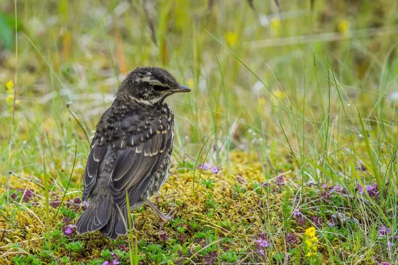 Redwing on Iceland