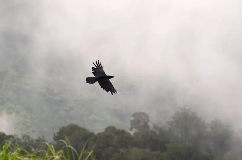 Jungle crow (Corvus macrorhynchos) from anaimalai hills in flight5