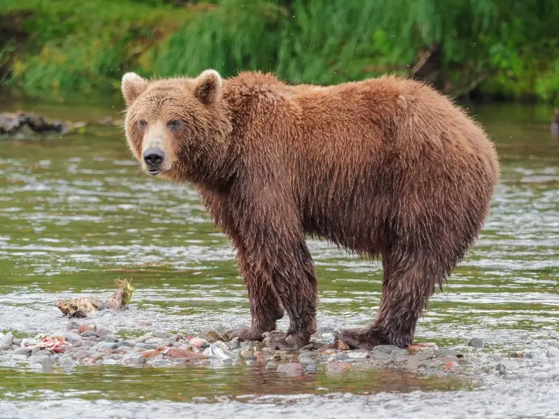 A Kamchatka Brown Bear near Dvuhyurtochnoe, Kamchatka Peninsula, Russia.