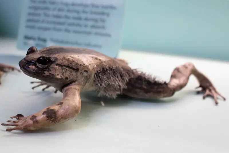Taxidermied male hairy frog (Trichobatrachus robustus) at the Natural History Museum in London, England.
