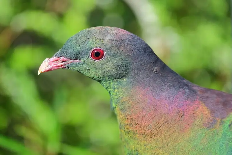 Kererū - Facts, Diet, Habitat & Pictures on Animalia.bio