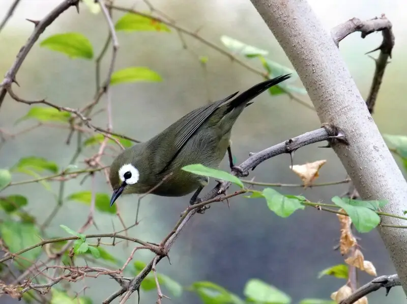 Kikuyu-Brillenvogel