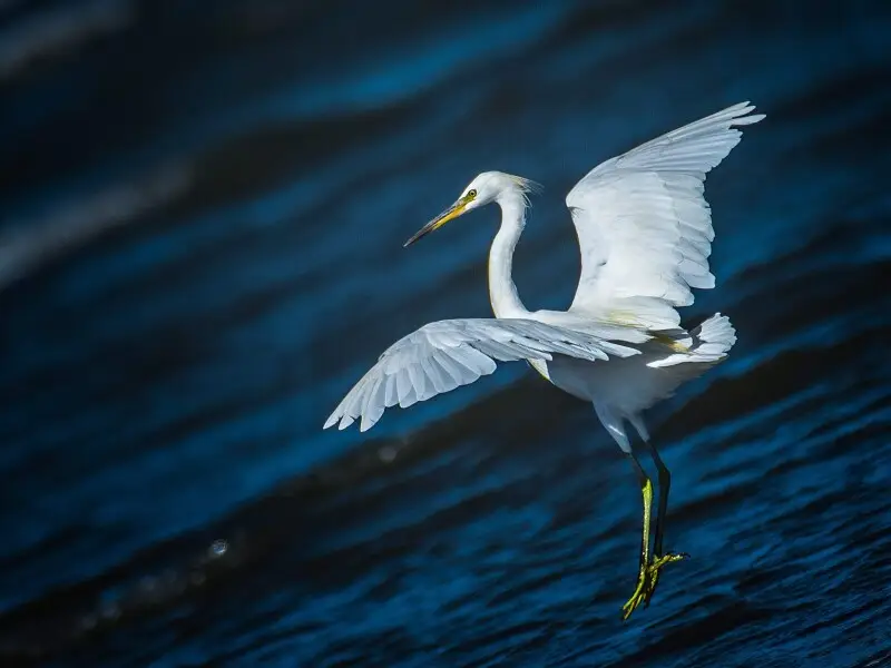 A MIGRATORY BIRD CHINESE EGRET