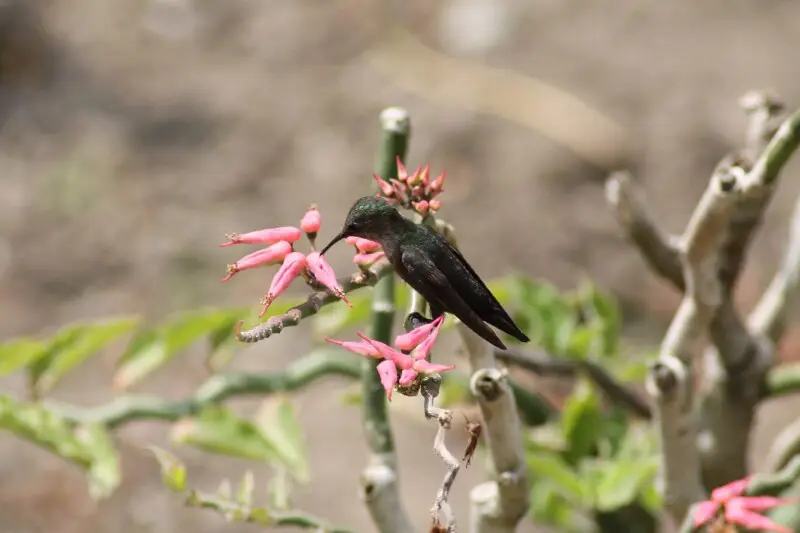 Hummingbird in Santiago province, Dominican Republic