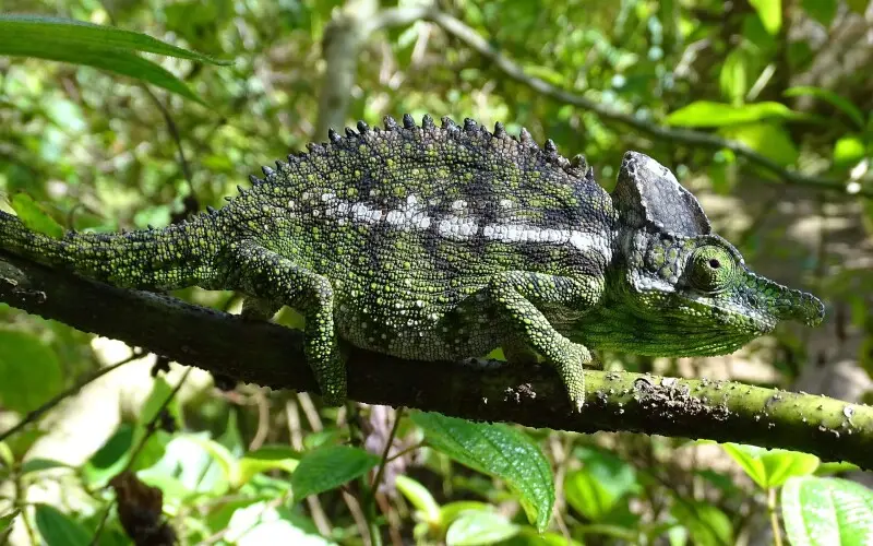 Labord's chameleon (Furcifer labordi)