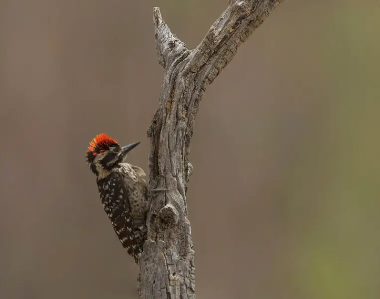 Ladderbacked woodpecker Facts, Diet, Habitat & Pictures on Animalia.bio