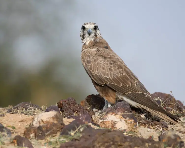 Classic juvenile of Laggar Falcon. Overall brown but hint of fresh moulted feathers on head and mantle.