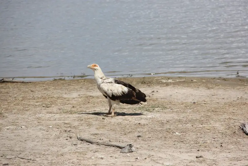 Palmnut vulture Facts, Diet, Habitat & Pictures on Animalia.bio