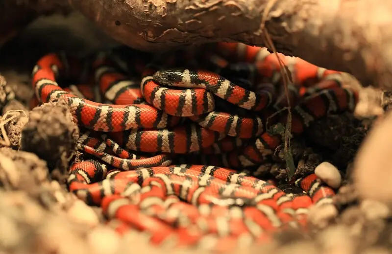 A bunch of subadult Ruthven's kingsnakes