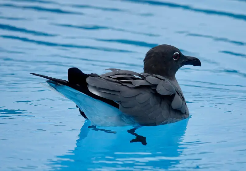 Lava gull - Facts, Diet, Habitat & Pictures on Animalia.bio