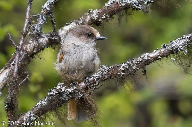 イッタラバード シベリアンジェイ/Siberian Jay www.ndc.gov.af