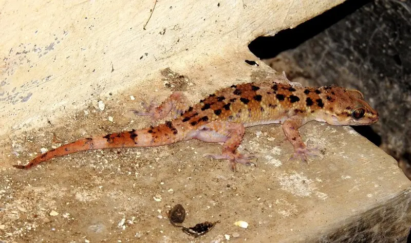 Leaf-toed Gecko Hemidactylus maculatus by Dr. Raju Kasambe