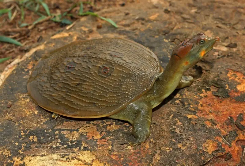Leith's softshell turtle