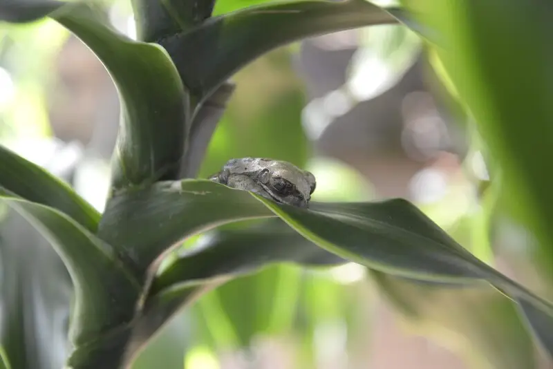 Yellow-spotted tree frog (Leptopelis flavomaculatus) in the greenhouse of MUSE - Science Museum in Trento.