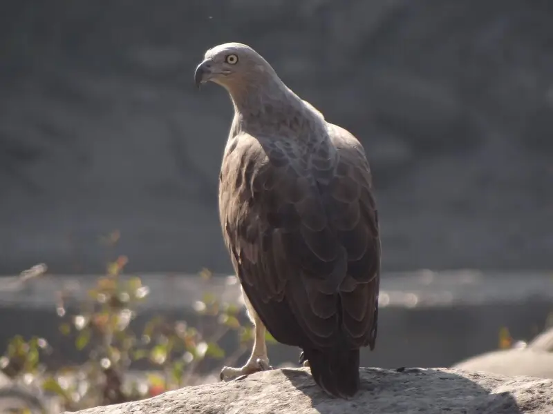 Lesser fish eagle Facts, Diet, Habitat & Pictures on Animalia.bio