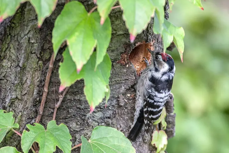 The Lesser Spotted Woodpecker, Lodz(Poland)