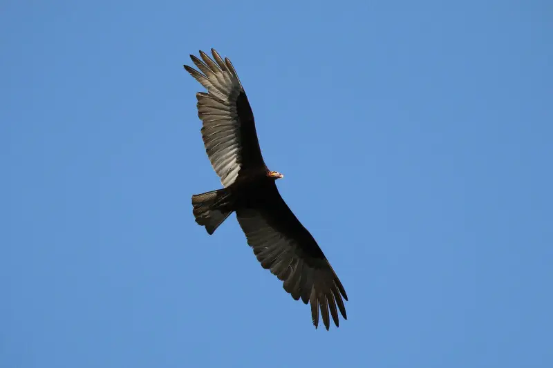 Lesser yellow-headed vulture - Facts, Diet, Habitat & Pictures on ...