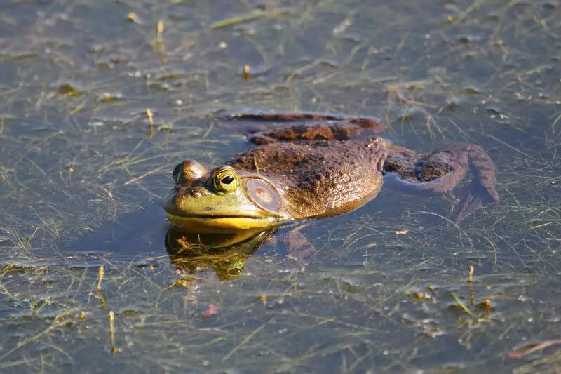 American bullfrog Facts, Diet, Habitat & Pictures on Animalia.bio