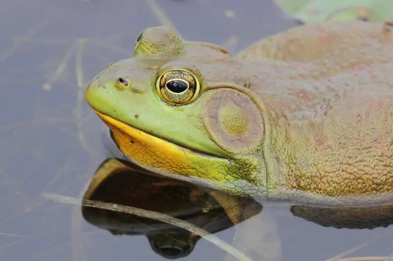 American bullfrog Facts, Diet, Habitat & Pictures on Animalia.bio