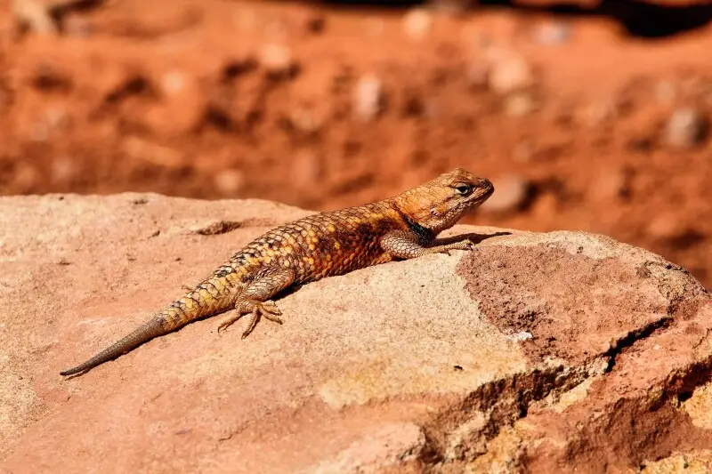 Lizard - Monument Valley