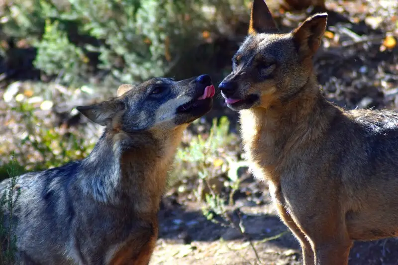 Spanish or Iberian wolf younglings.