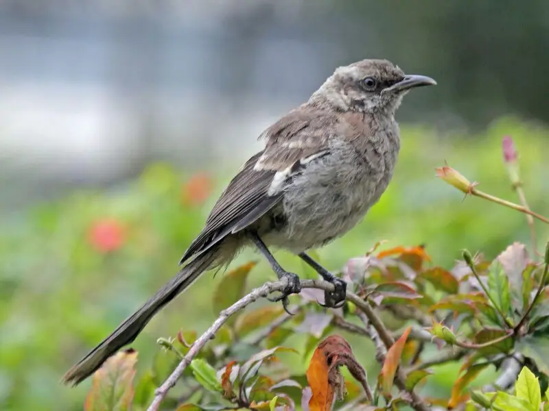 Long-tailed Mockingbird (Mimus longicaudatus) - Lima, Peru