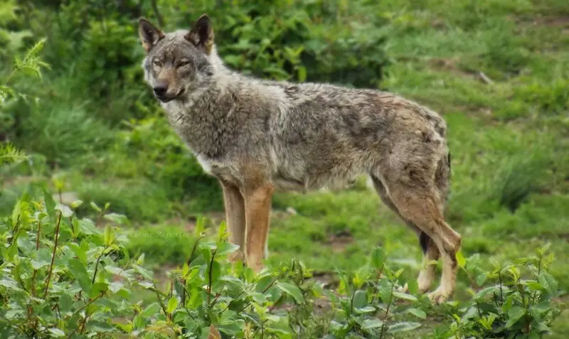 Ayant connu une extermination de masse au d?but du XX?me si?cle, le Loup avait totalement disparu du territoire fran?ais avant qu'il ne revienne d?s 1992. En effet, sa pr?sence est certifi?e dans les Alpes, dans les Pyr?n?es, dans le Massif-Central ainsi 