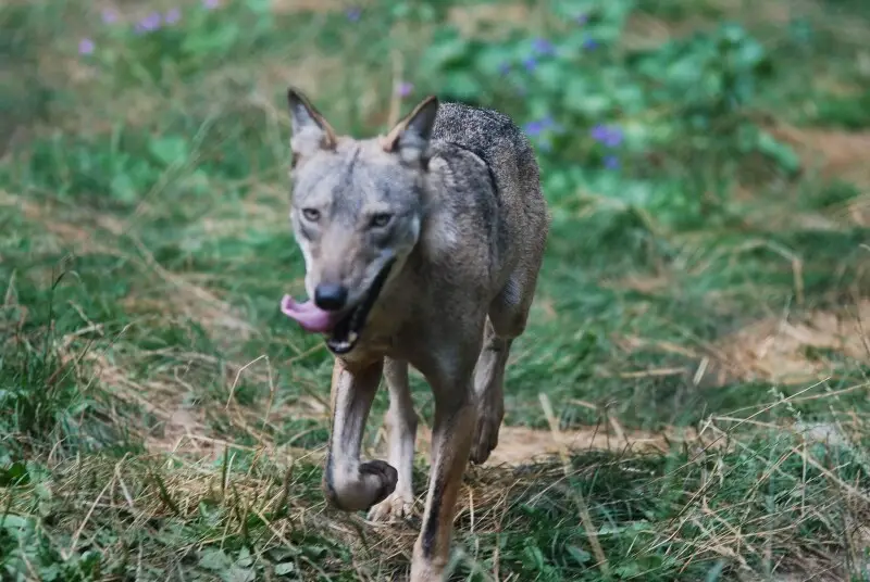 Italian wolf, Abruzzo National Park