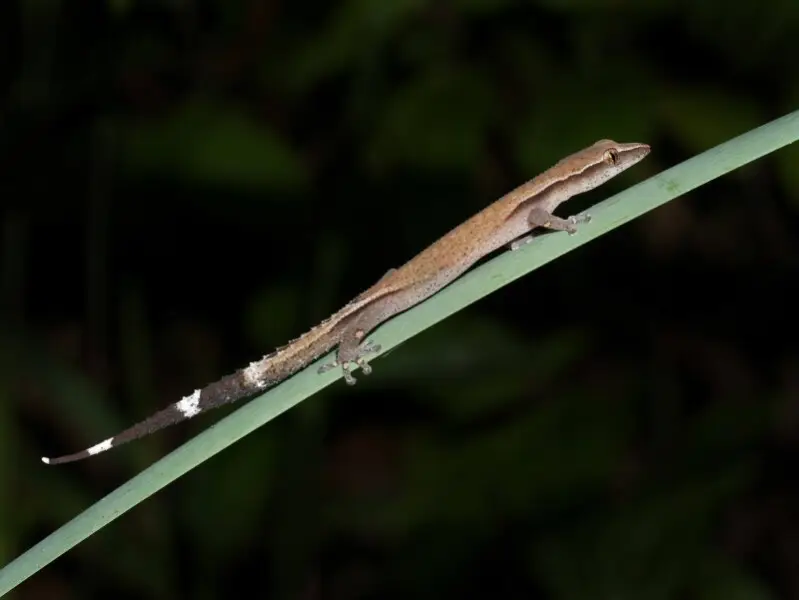 Madagascar clawless gecko (Ebenavia inunguis), Vohimana reserve, Madagascar