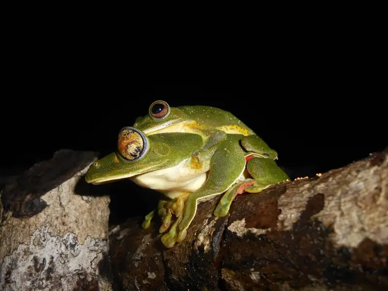 The gliding frog is found in the rain forests of western ghats. The larger frog at the bottom is female. The male is mounted for amplexus. The female is suffering from an fungal infection to its eye.